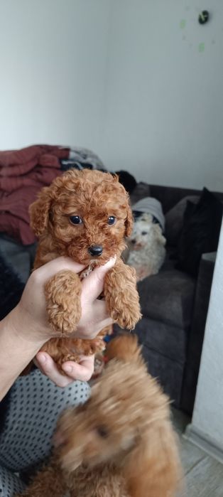 Чернівці VIP мальтіпу і той пудель