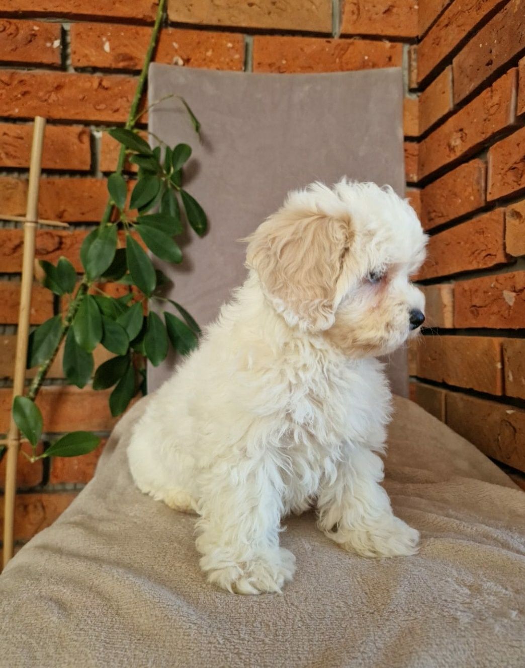 Maltipoo- Piękny Piesek F1
