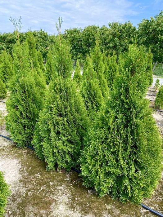 Tuja Szmaragd – gęsty, zielony żywopłot prosto od producenta!