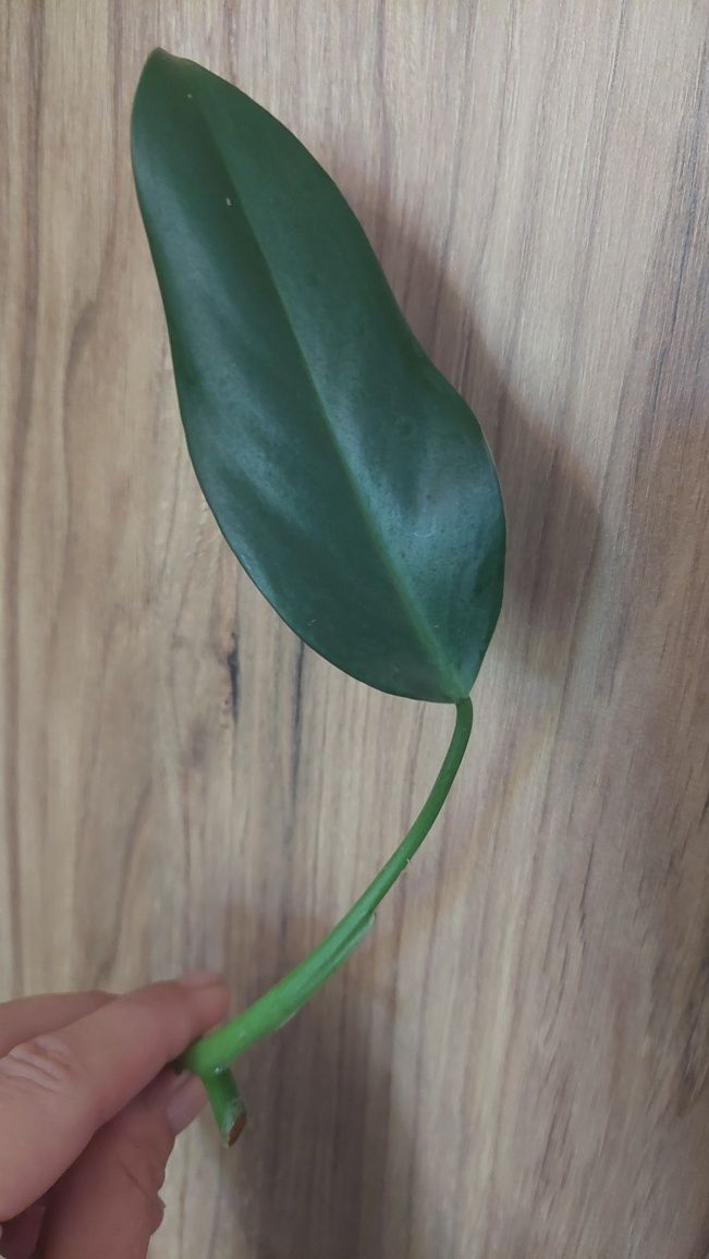 Philodendron Mexicanum