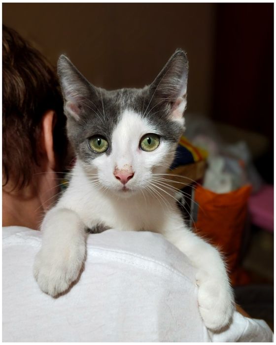 Хлопчик,кошеня,котик,маленький,сіро-білий,ніжний,шукає дім,безкоштовно