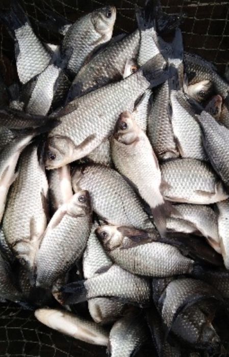 Karaś srebrny NARYBEK Sprzedam