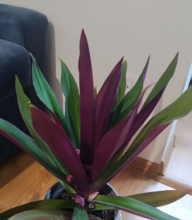 Кімнатні рослини в асортименті