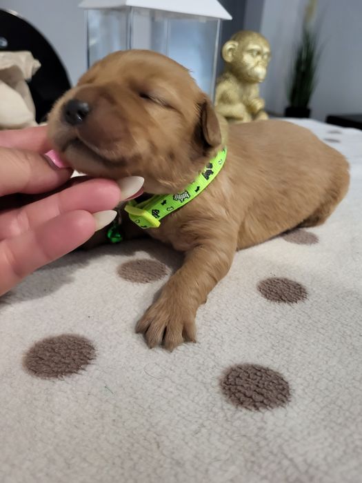 Golden retriever ciemno złote maluszki