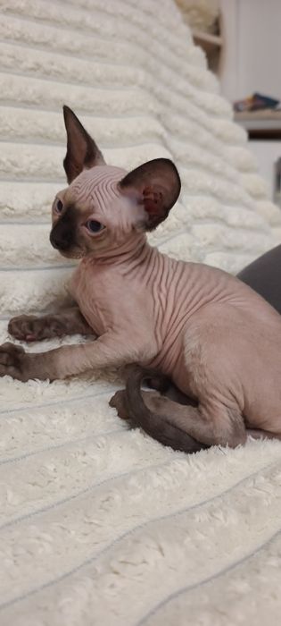 Продам хлопчика канадського сфінкса