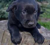 Szczeniak szczeniak labrador