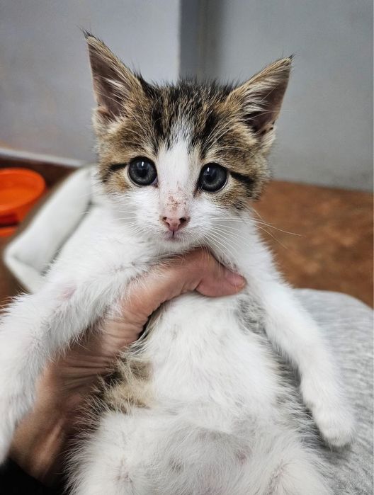 Kochana, 2-miesięczna i wesoła Summer szuka odpowiedzialnego domu!