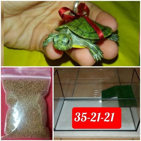 Замечательный подарок: черепаха маленькая + террариум + корм