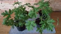 Geranium, anginka Aloes drzewiasty, Hoja Carnosa