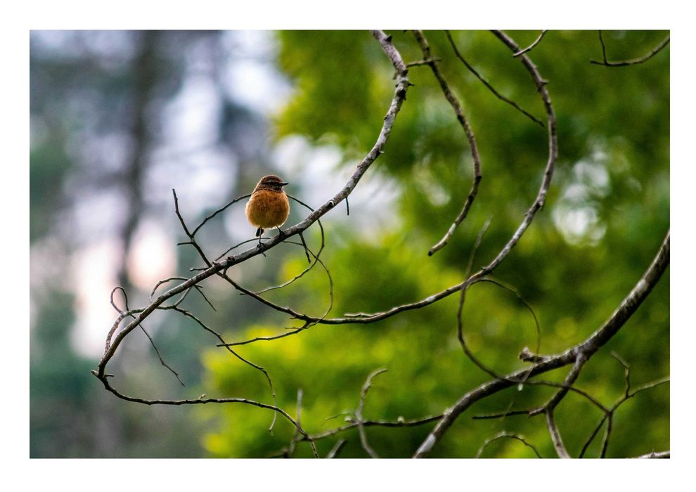 Poster fotográfico 50 x 70, Superfície: papel fotográfico brilhante.