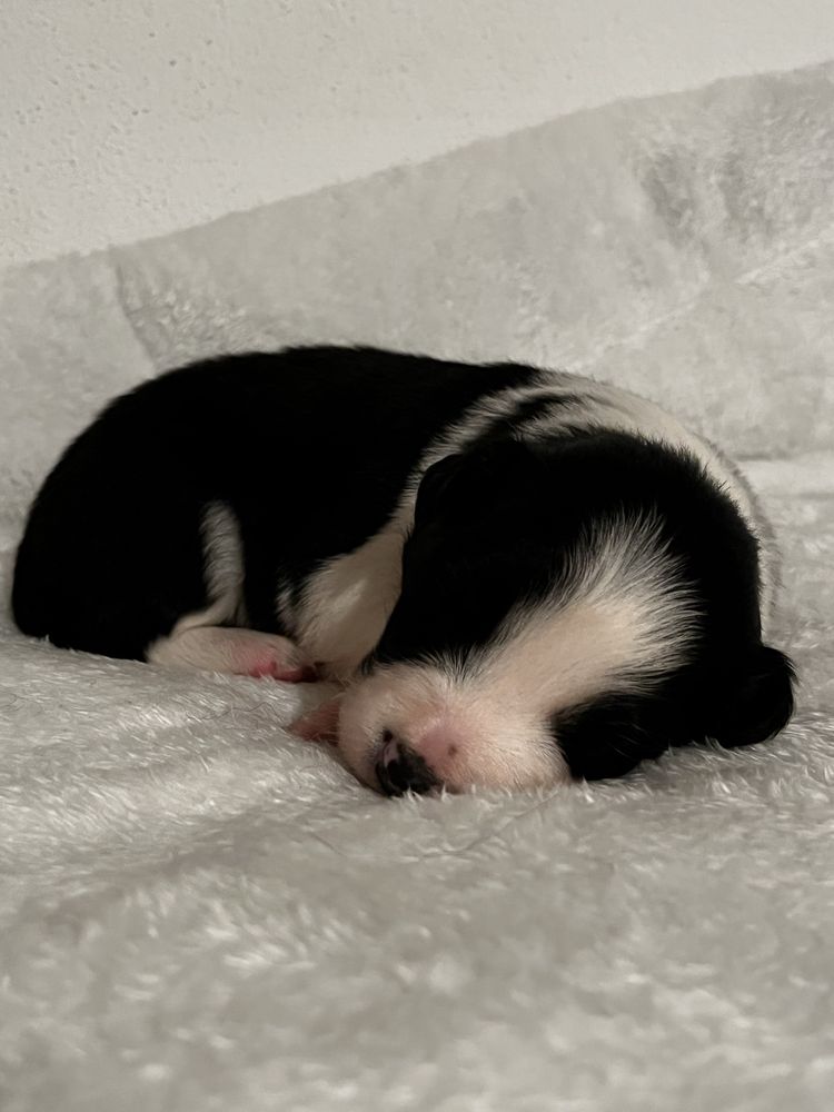 Suczka Border Collie