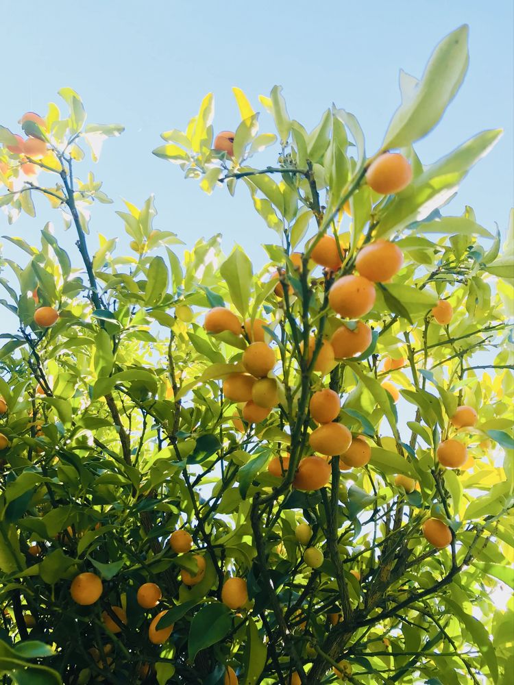 Kumquat Biológico