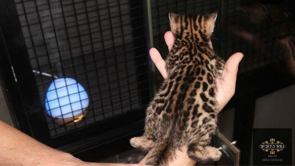 Gatinho Bengal Execelente Qualidade