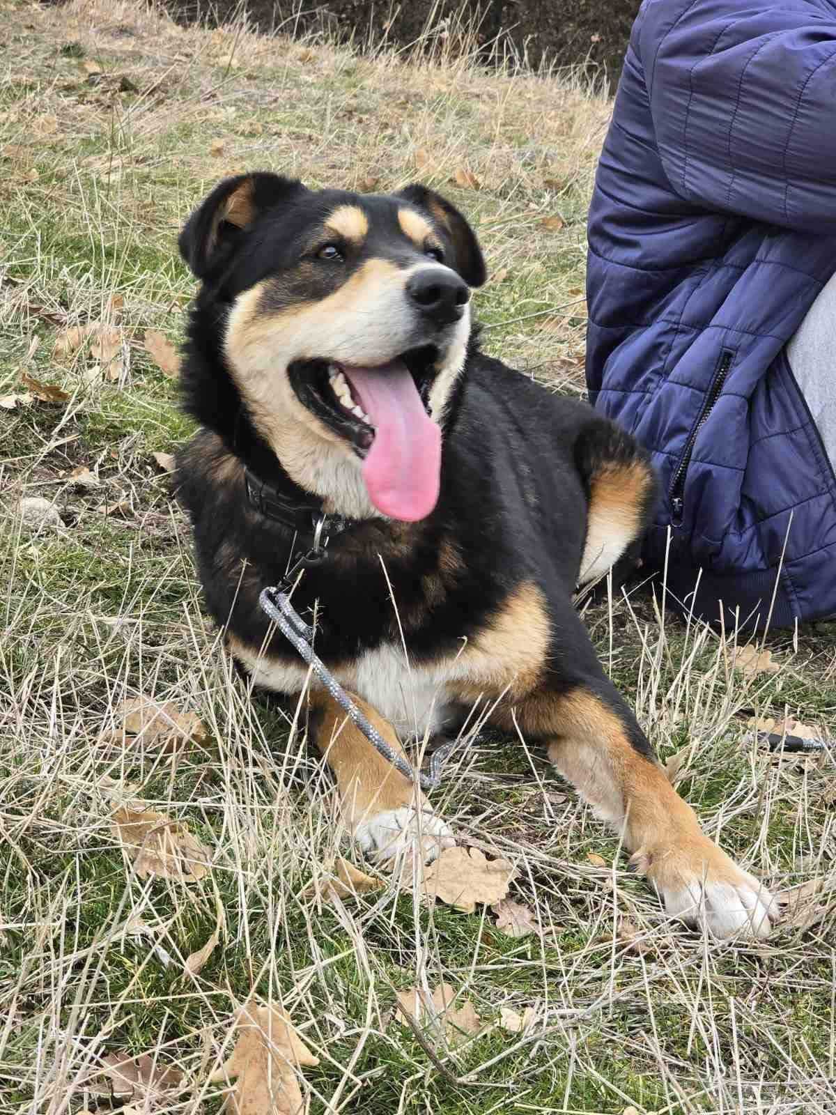 BENDŻI  1 rok, łagodny, pozytywny. Uratowany w Bułgarii.