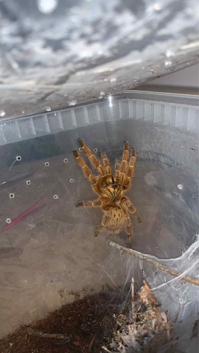 Pterinochilus murinus Samica