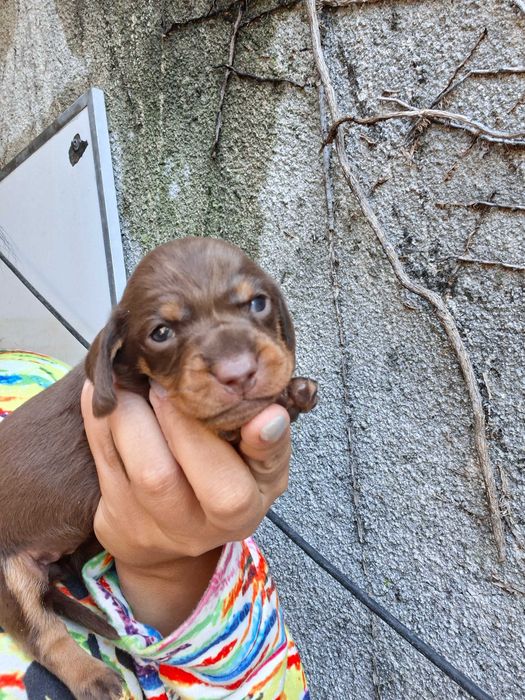 Teckel femea choco tan