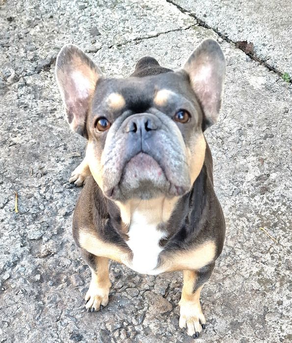Французский бульдог на в'язку