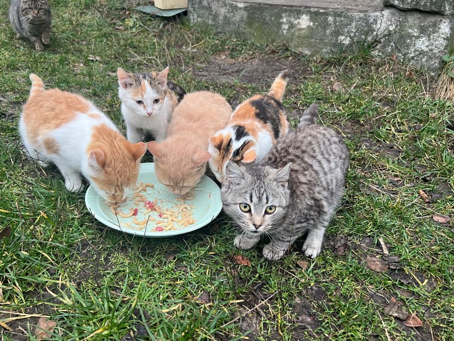 Віддамо безкоштовно кошенят в надійні руки люблячим господарям!