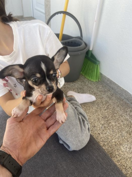 Chihuahua macho top