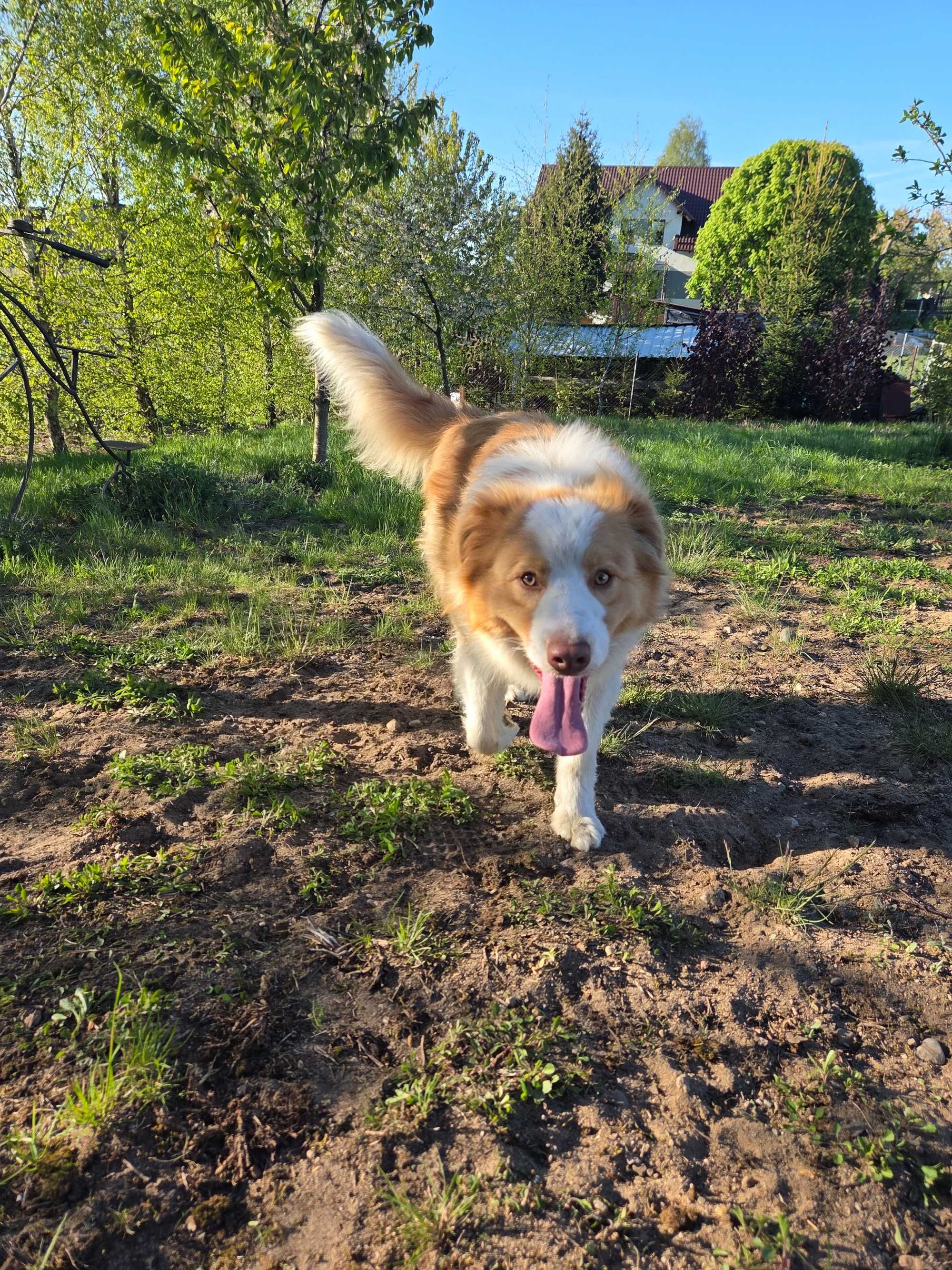 Border Collie ee red