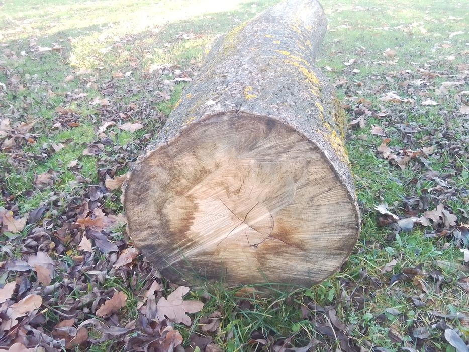 Продам Ясіня  не дешево