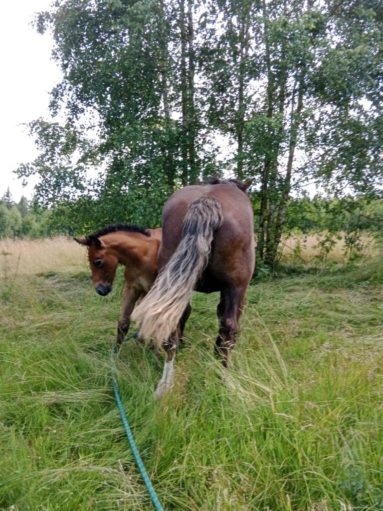 Sprzedam klacz zimnokrwistą ze źrebakiem