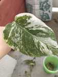 Monstera variegata