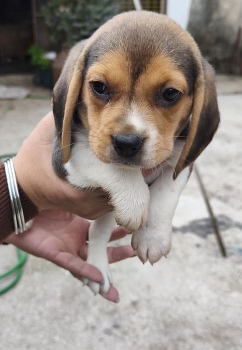 Beagle macho puro