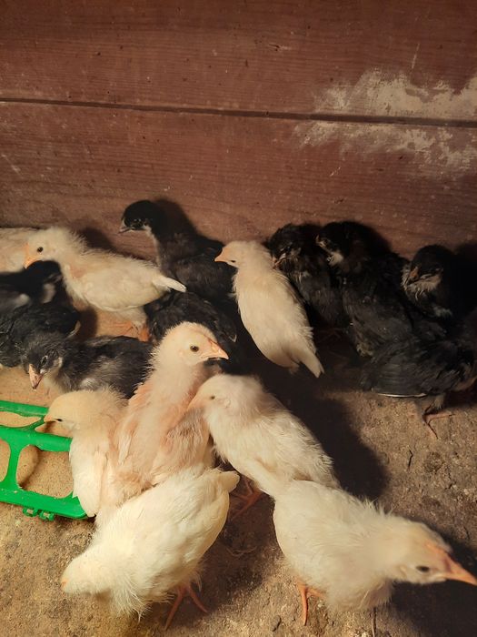 Vendo galinhas várias raças