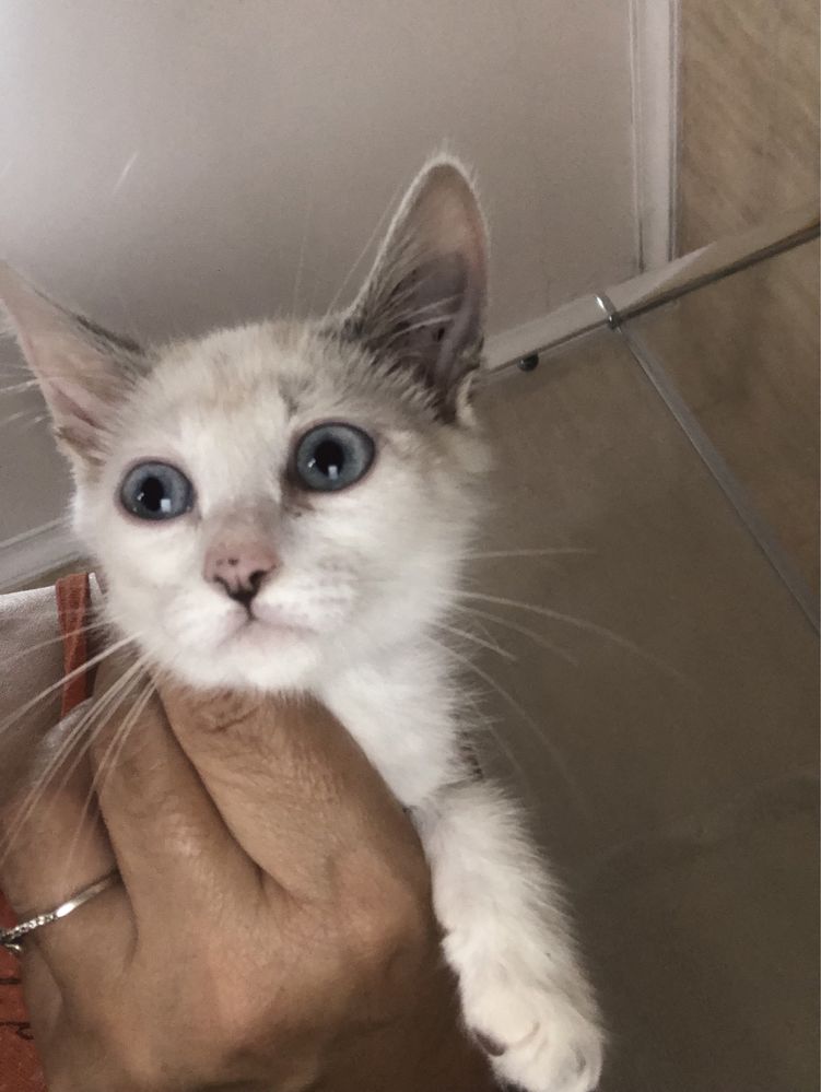 Gatinho bebe 2 meses branquinho