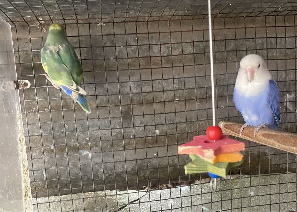 Vendo casais de roseicolis