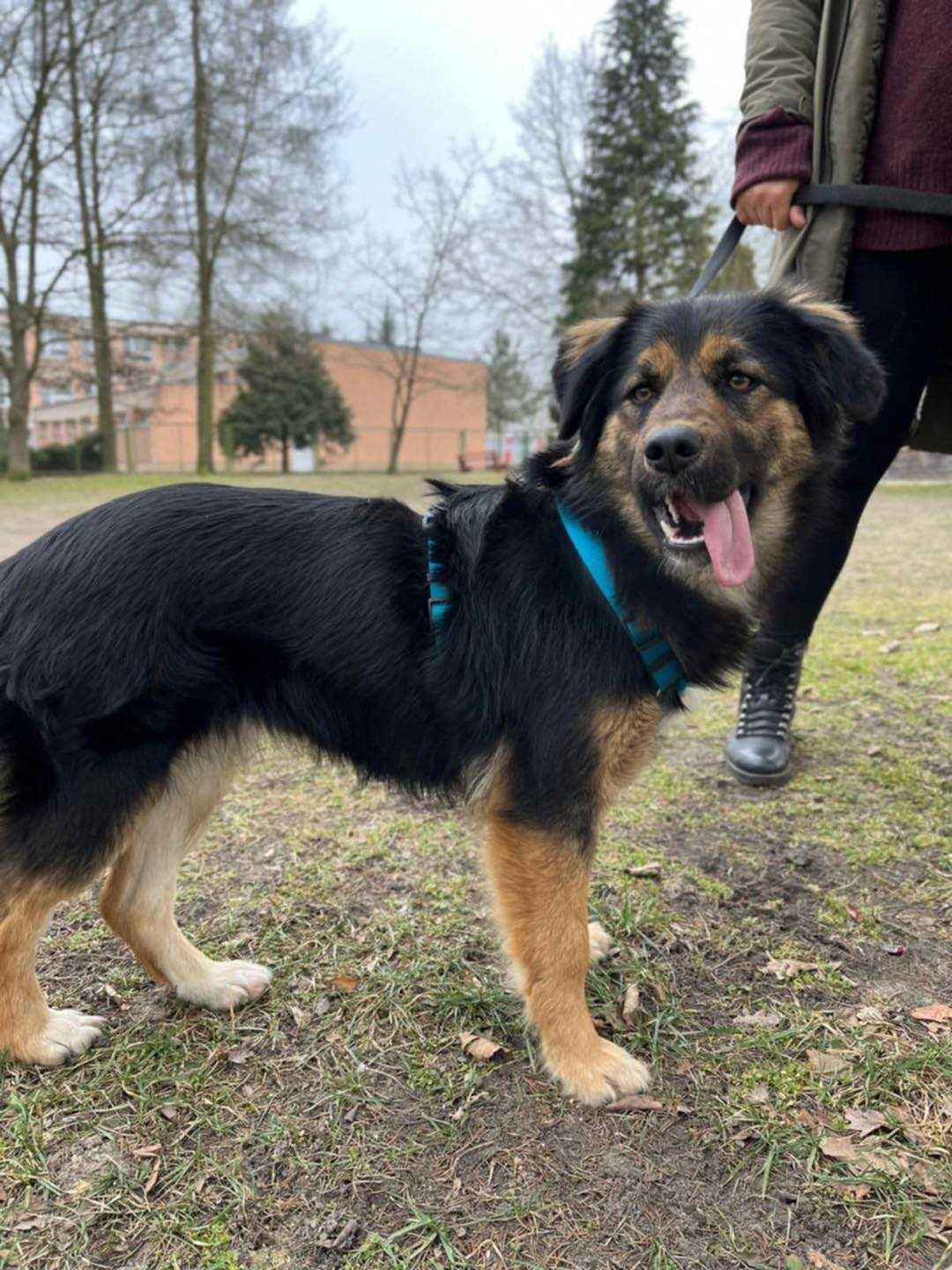 Molly to ok roczna sunia w typ.owczarka czeka na adopcję TOZ Opole