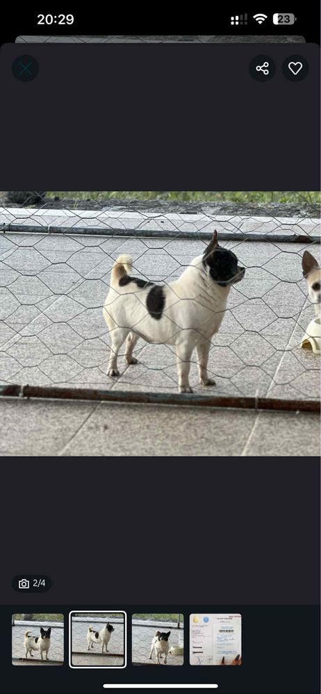 Chihuahua pelo curto femea