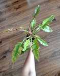 Philodendron ring of fire filodendron