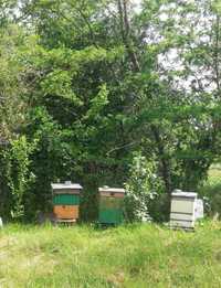 Pszczoły - rodziny na ramce wp i wwskiej poszerzanej