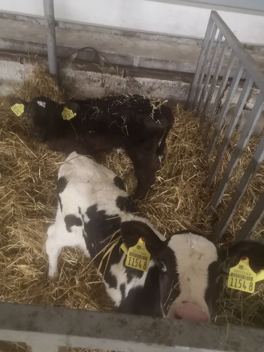 Sprzedam 2 Jałoszki