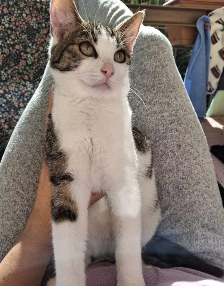 Burbon poleca się do adopcji