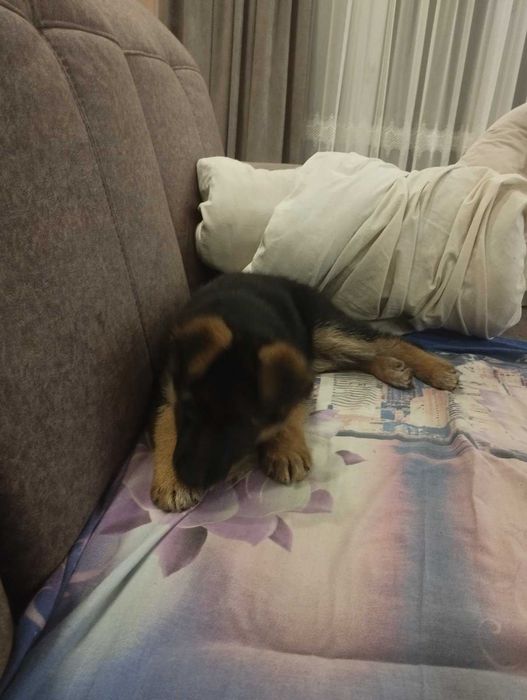 Цуценя німецької вівчарки