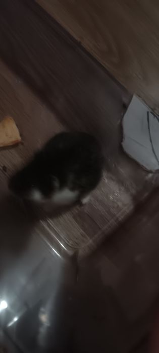 Chomik dżungarski + akwarium 105l