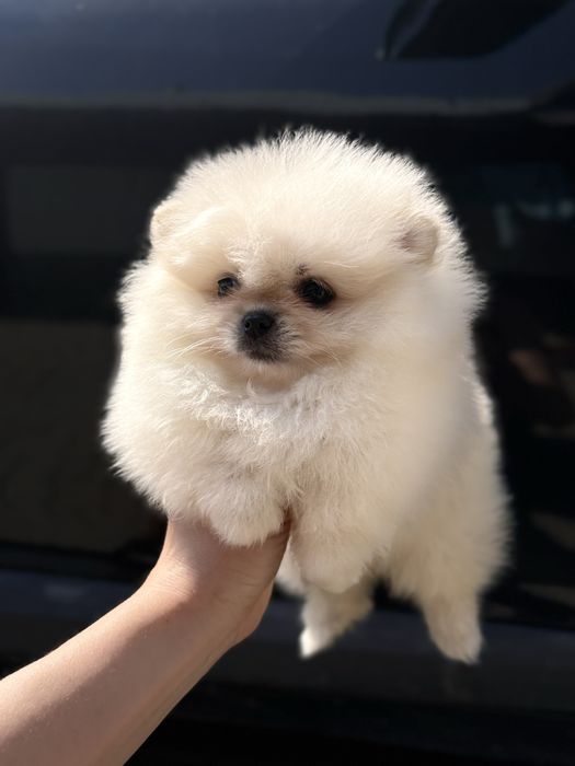 Шикарна дівчина Шоу класу