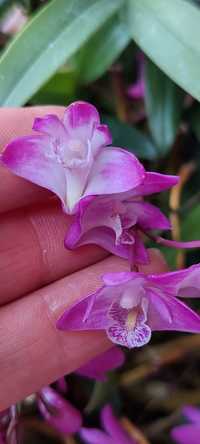 Orquideas Dendrobium kingianum