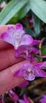 Orquideas Dendrobium kingianum