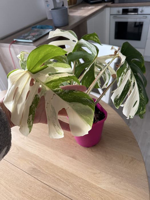 Monstera variegata odchowana sadzonka około 45 cm