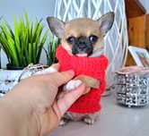 Maluszek Chihuahua krótkowłosy Do ODBIORU