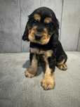 Cocker Spaniel Angielski