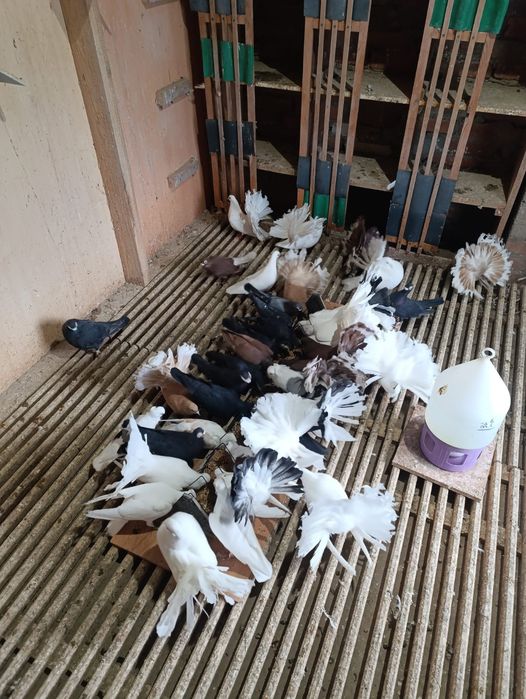 Gołębie pawiki i brodawczaki