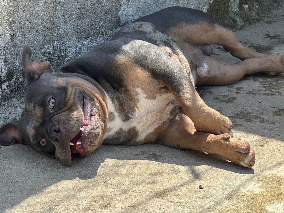 American bully  merle para montas