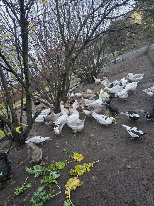 Sprzedam Gęsi gęsina