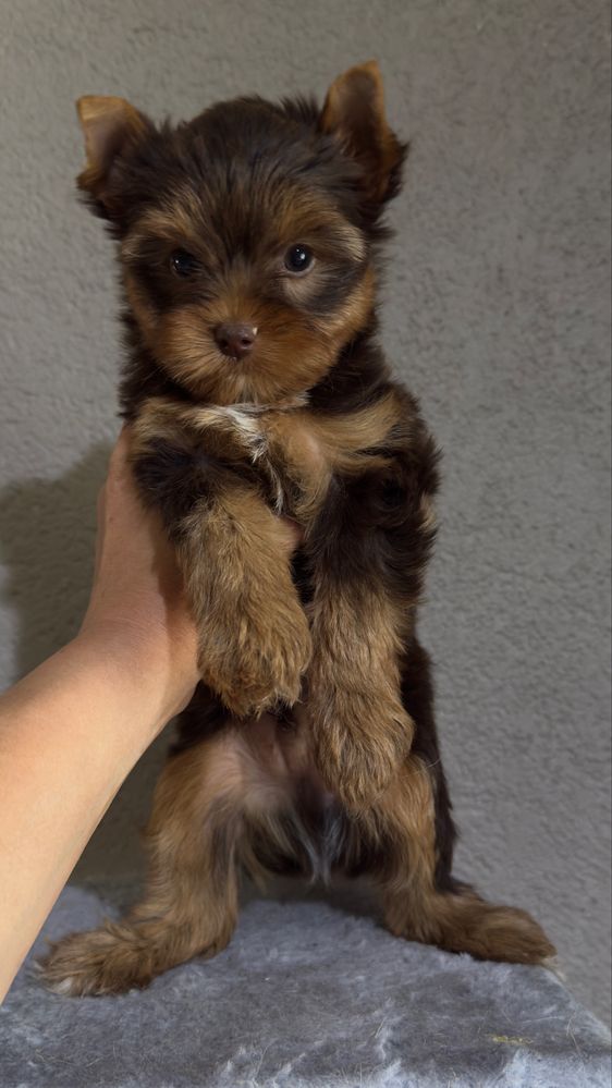 York chocotan piesek (chlopczyk )