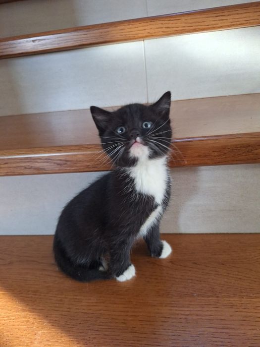 Oddam kotka kotkę za darmo